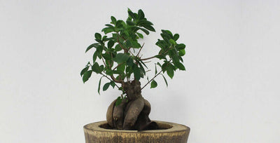 Ficus ginseng