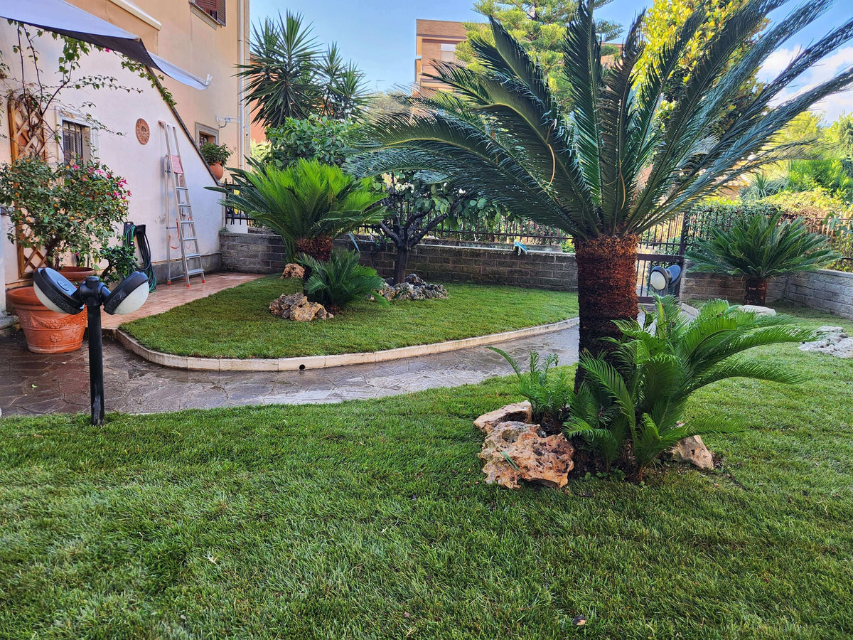 Prato pronto a rotoli posato in un giardino a Roma