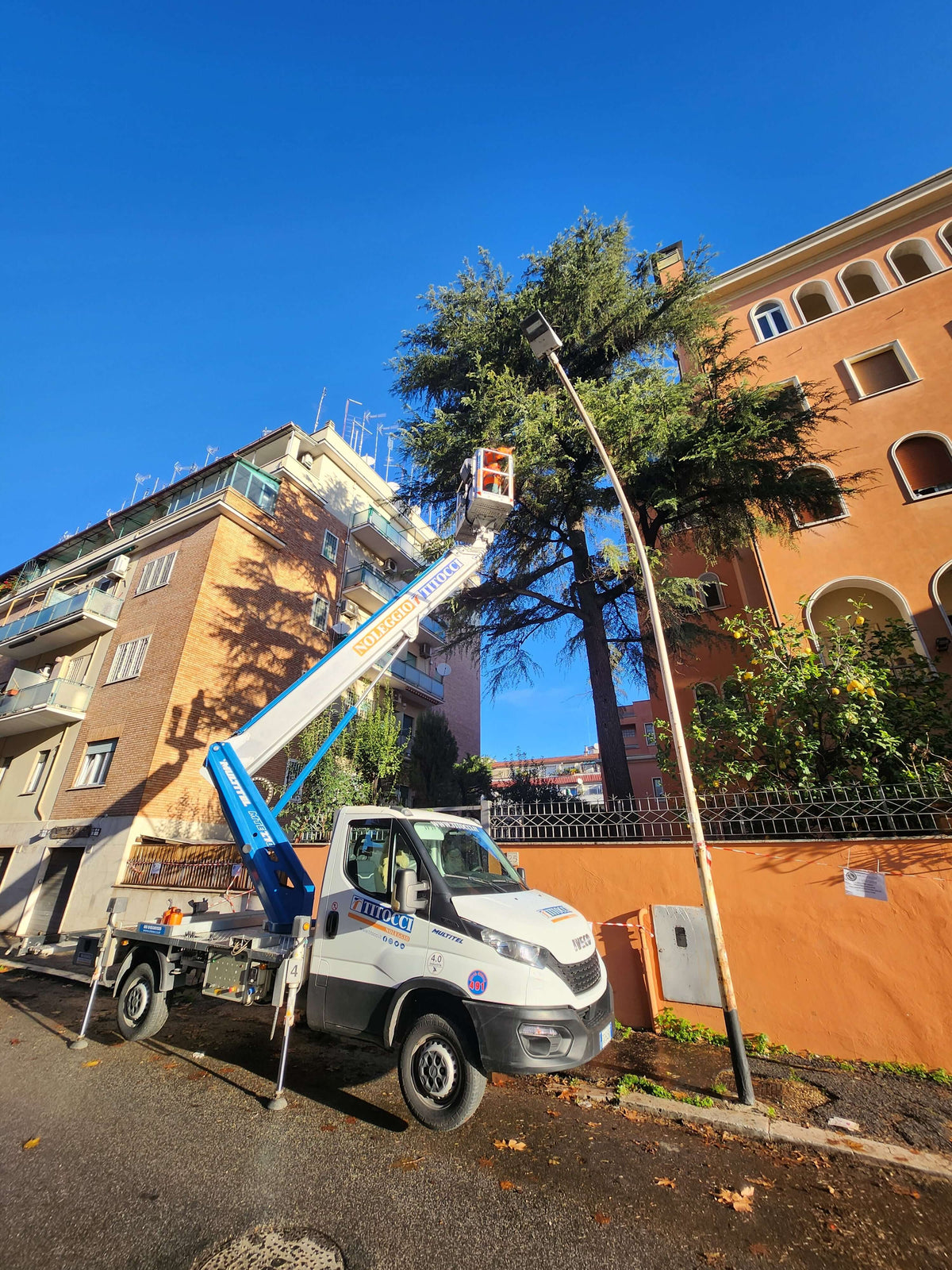 Potatura professionale di alberi con piattaforma a Roma