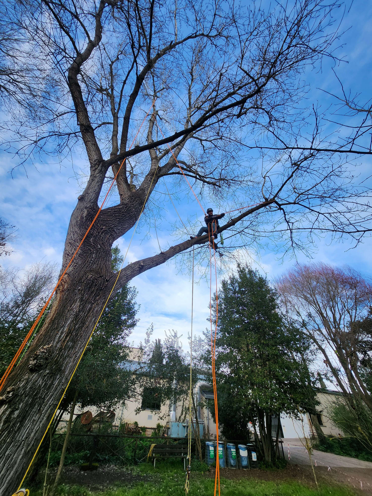 Intervento professionale su albero a Roma