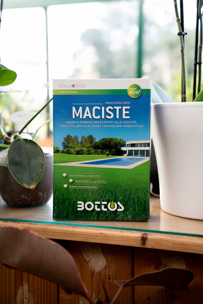 Bottos Maciste – Sementi per Prato Resistente a Siccità e Calpestio