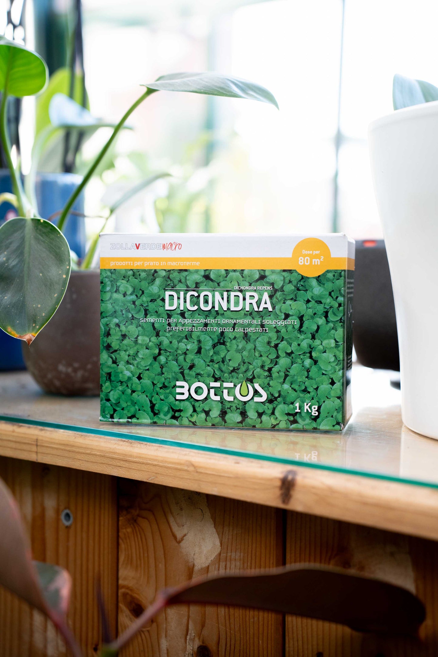 Bottos Dicondra Repens – Sementi Tappezzanti a Bassa Manutenzione