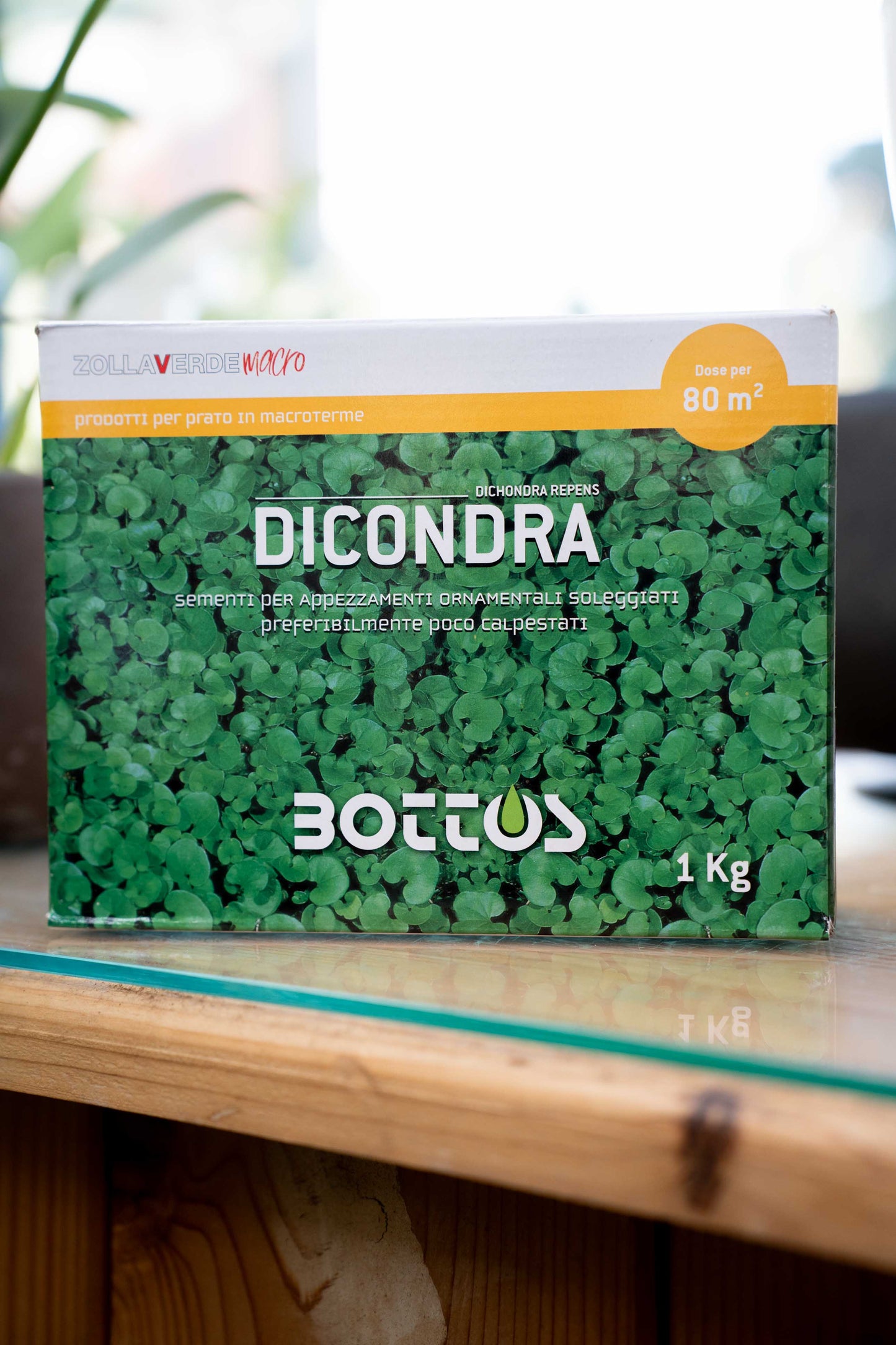 Bottos Dicondra Repens – Sementi Tappezzanti a Bassa Manutenzione
