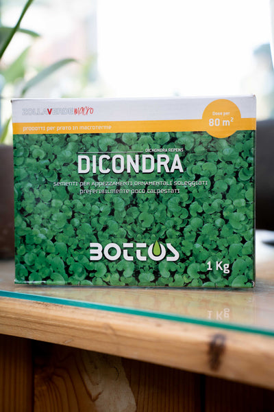 Bottos Dicondra Repens – Sementi Tappezzanti a Bassa Manutenzione