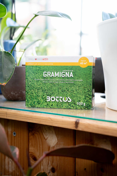 Bottos Gramigna (Cynodon Dactylon) – Sementi Macroterme per Climi Caldi – 500 g