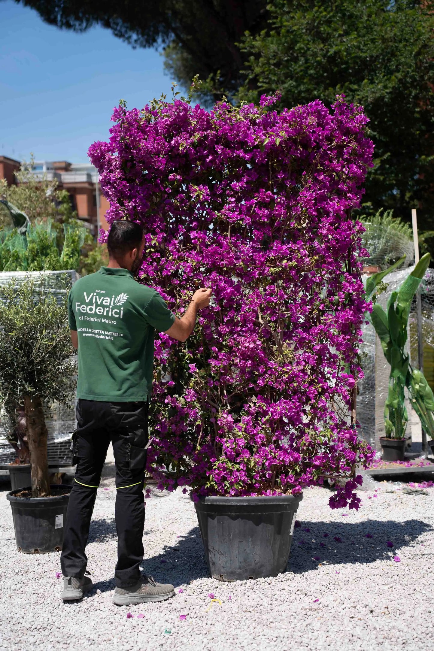 Bouganvillea a spalliera grande