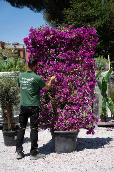 Bouganvillea a spalliera grande