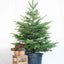 Abete Nordmanniana in vaso