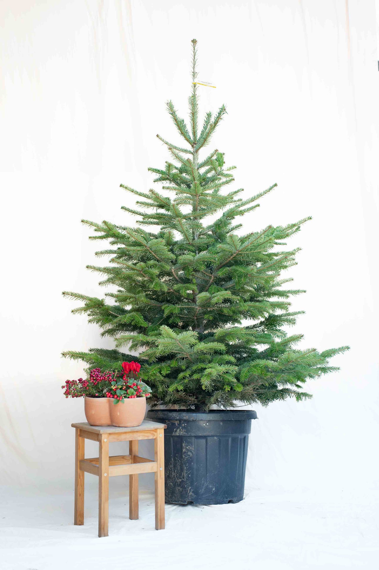 Abete Nordmanniana in vaso