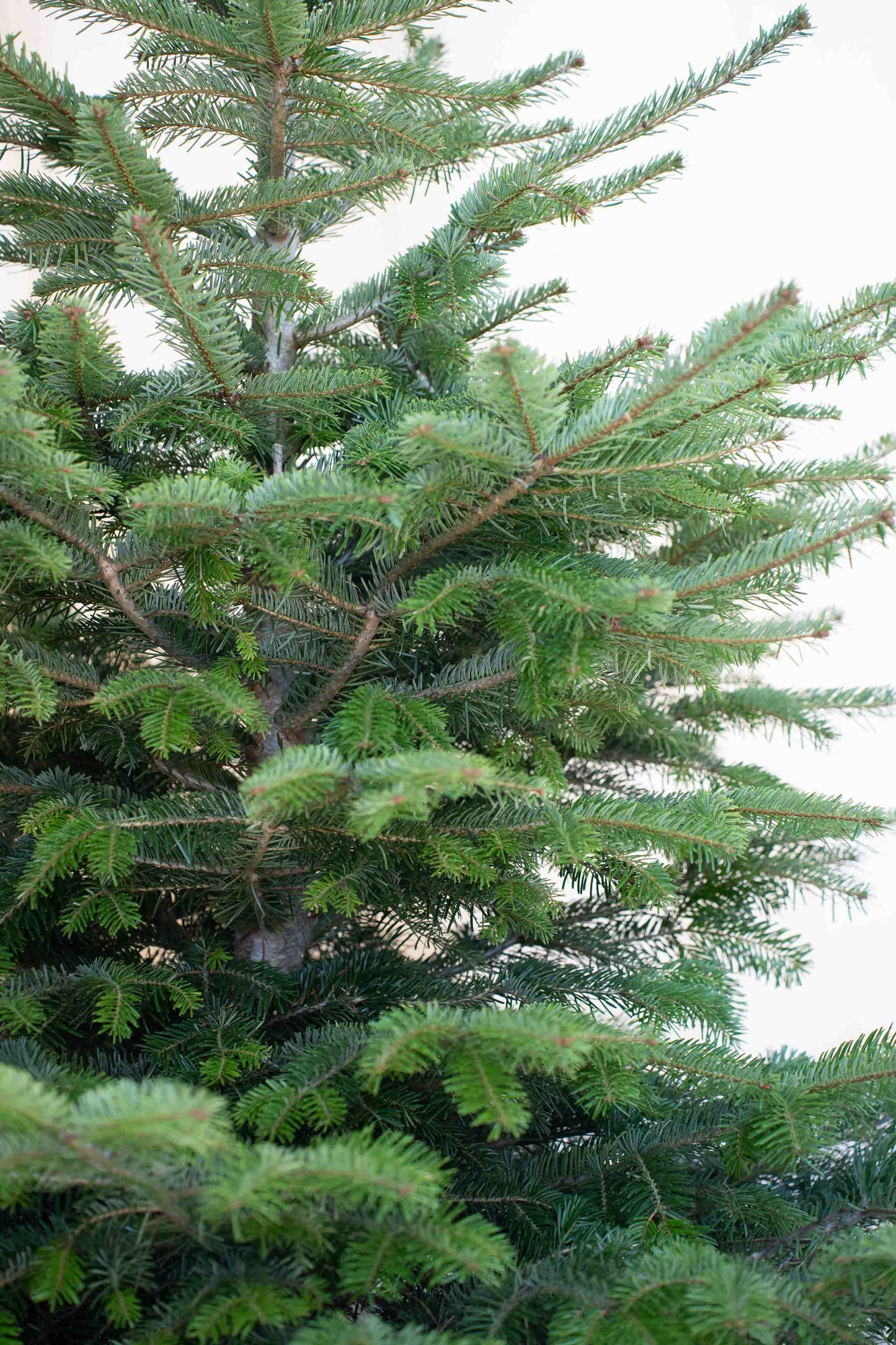 Abete Nordmanniana in vaso