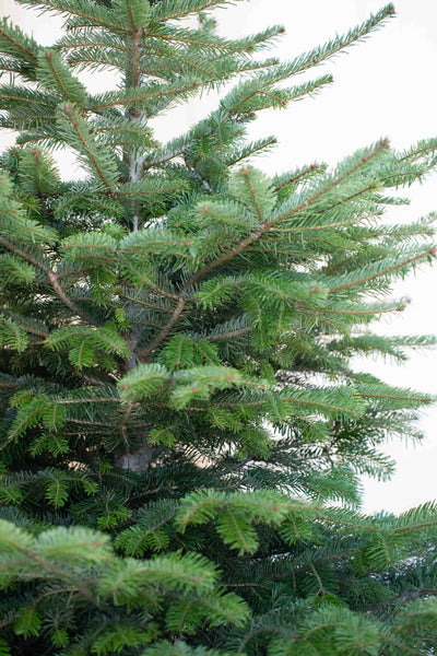 Abete Nordmanniana in Vaso