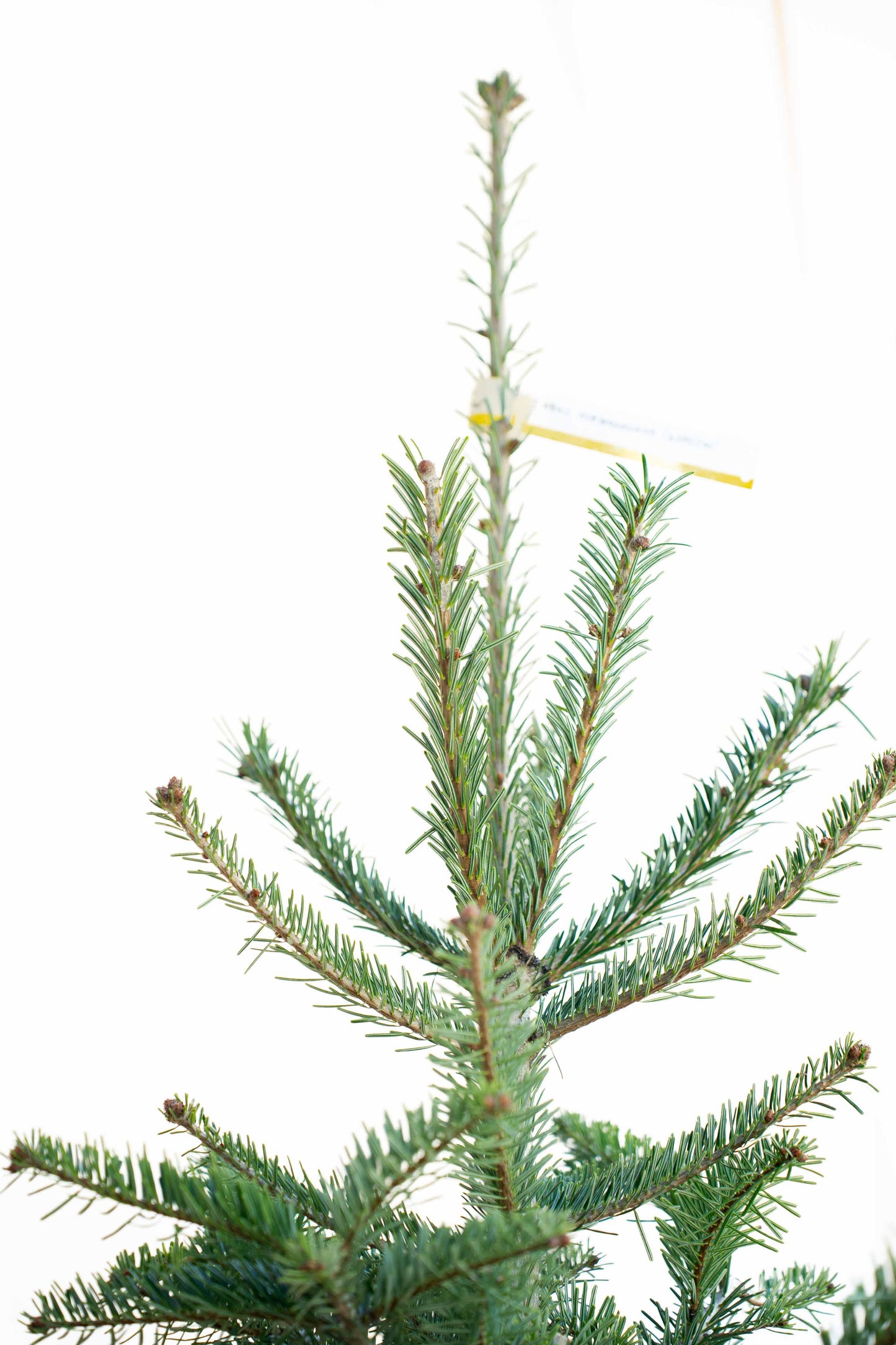 Abete Nordmanniana in vaso