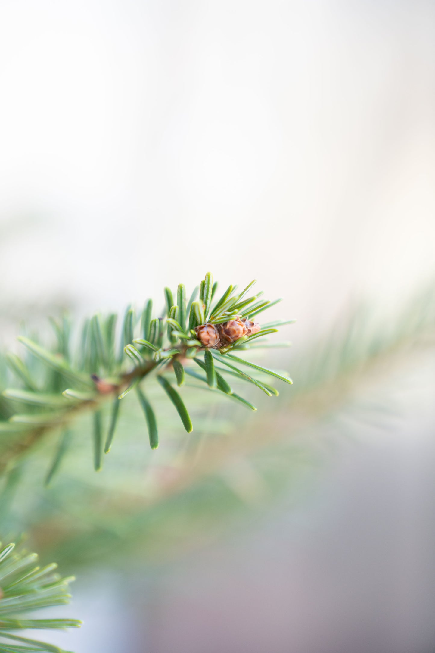 Abete Nordmanniana in vaso