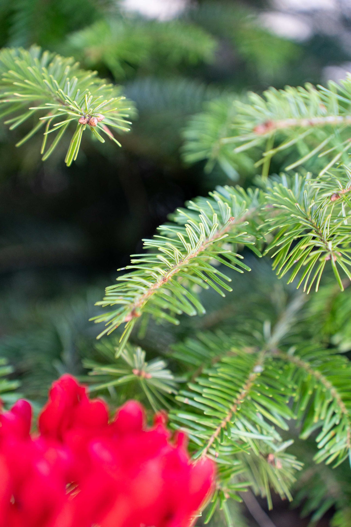 Abete Nordmanniana in vaso