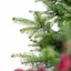 Abete Nordmanniana in vaso