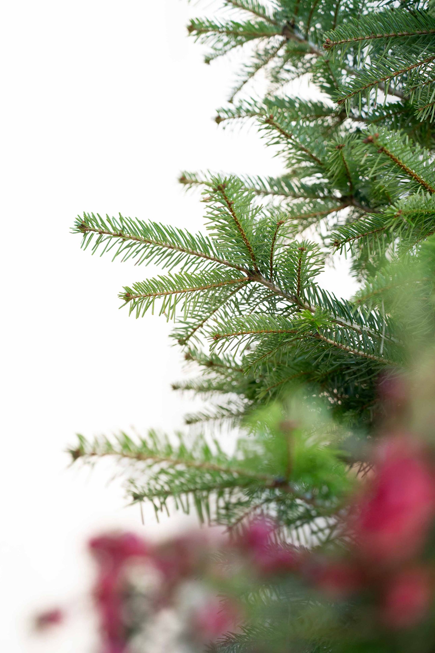 Abete Nordmanniana in vaso