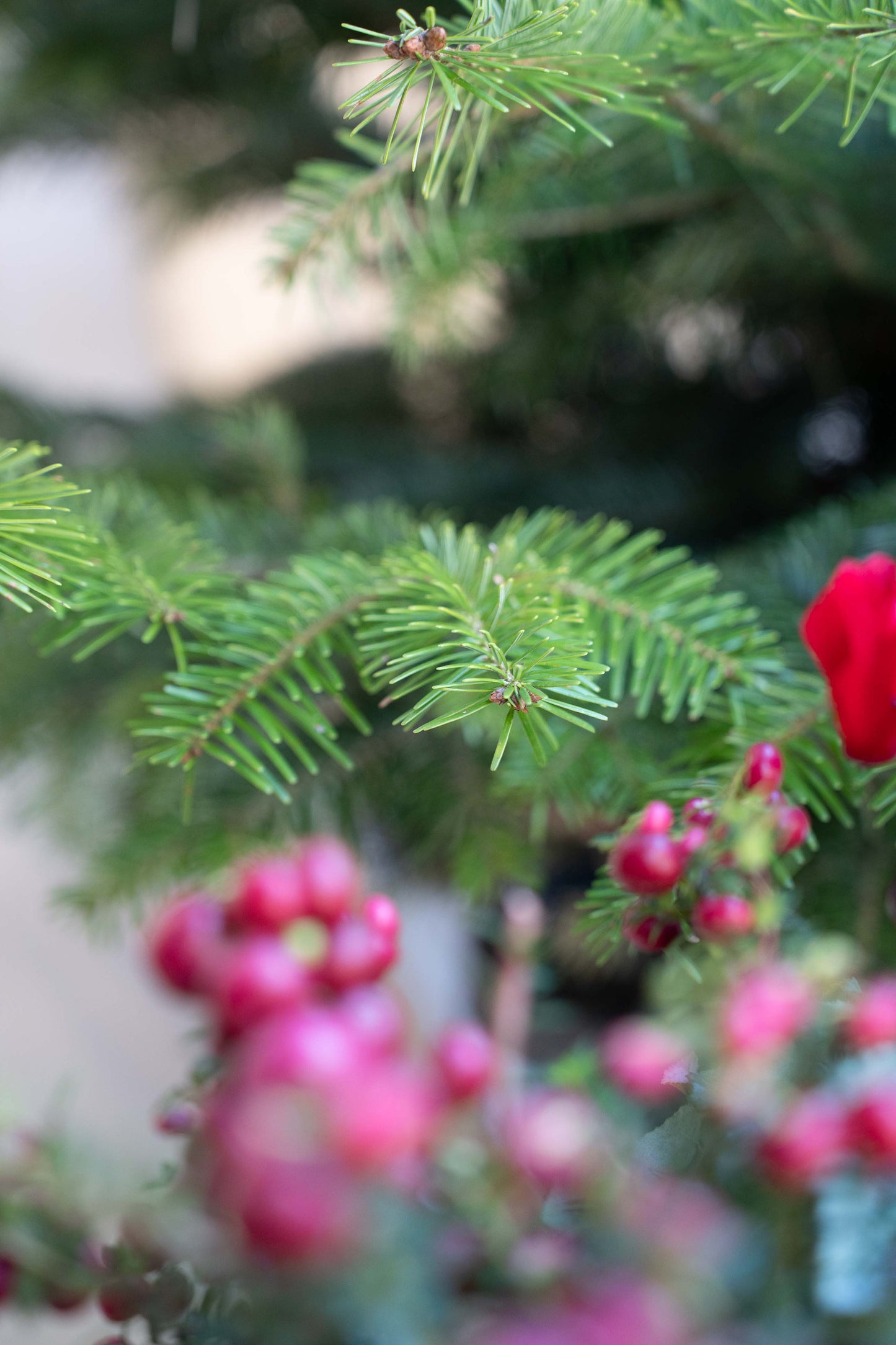 Abete Nordmanniana in vaso