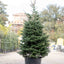 Abete Nordmanniana in vaso