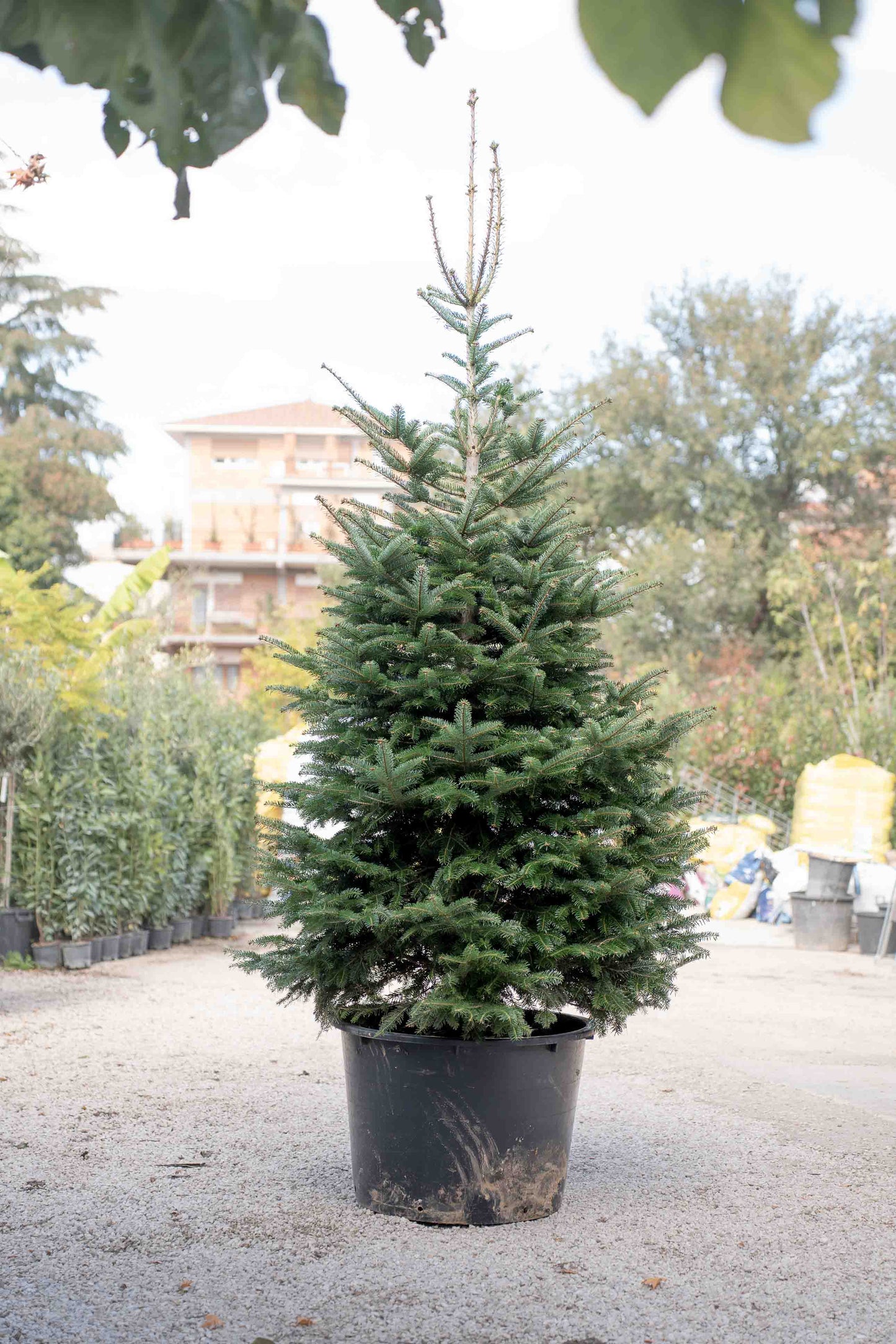 Abete Nordmanniana in vaso