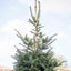 Abete Nordmanniana in vaso