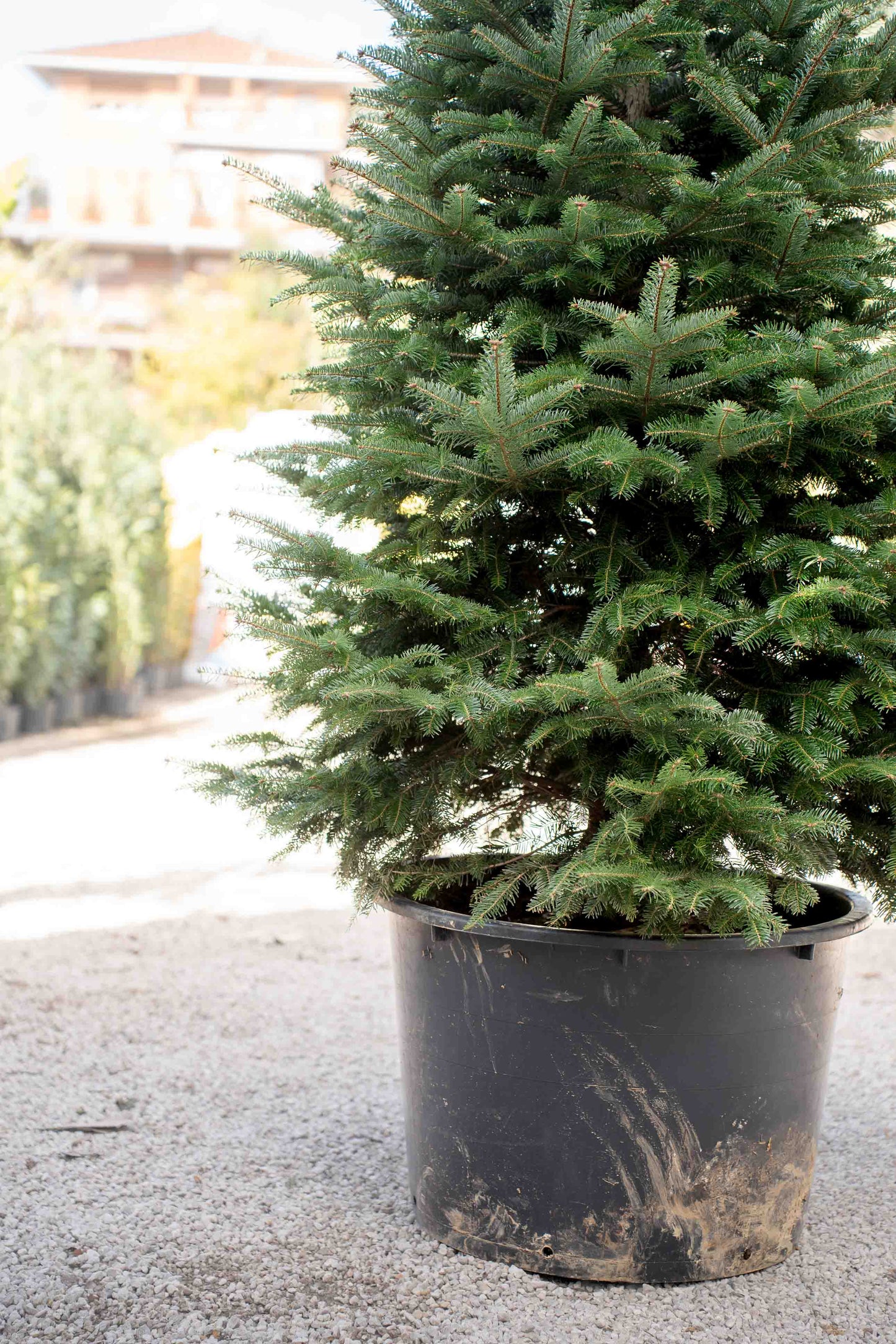 Abete Nordmanniana in vaso