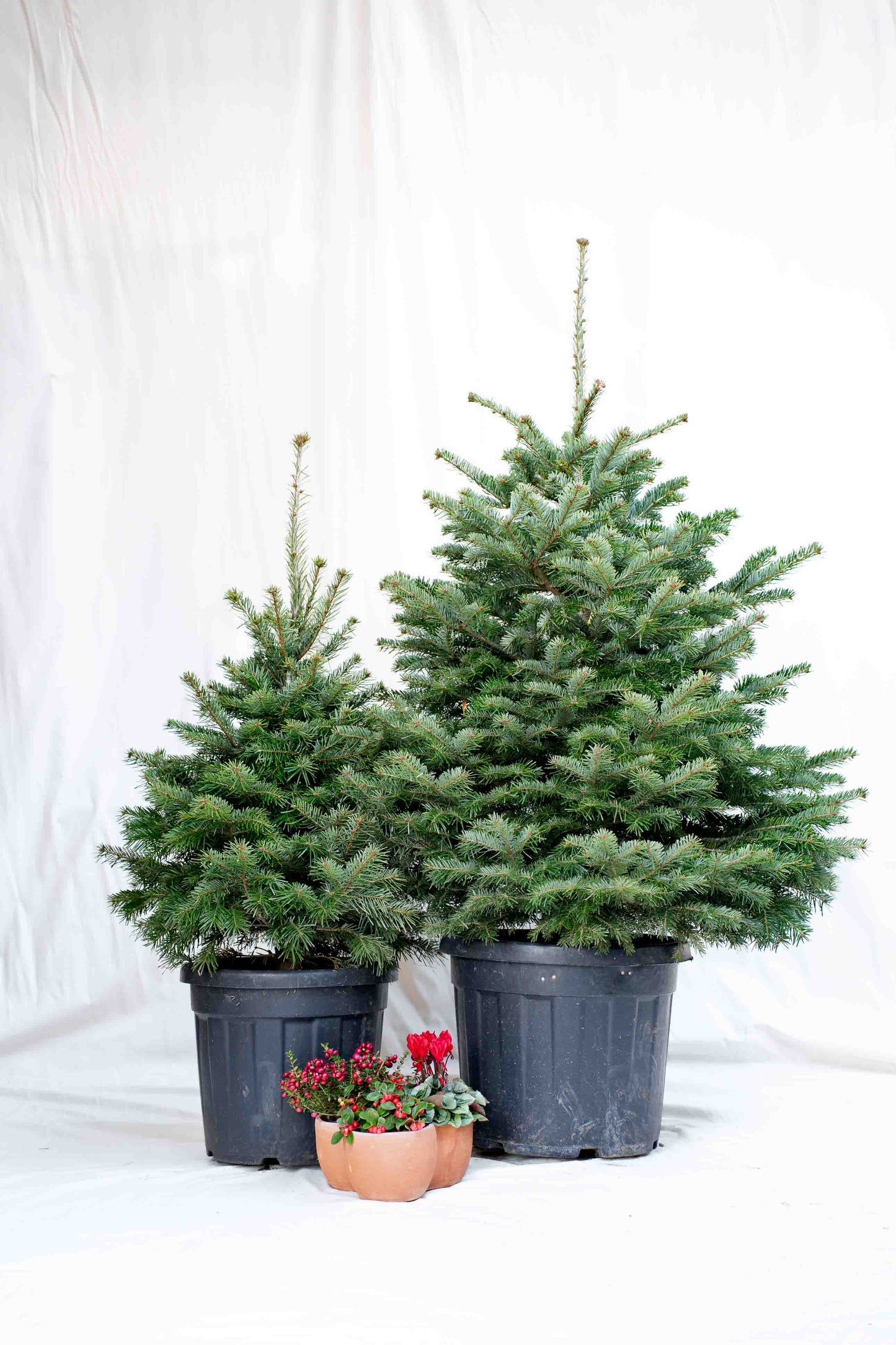 Abete Nordmanniana in vaso