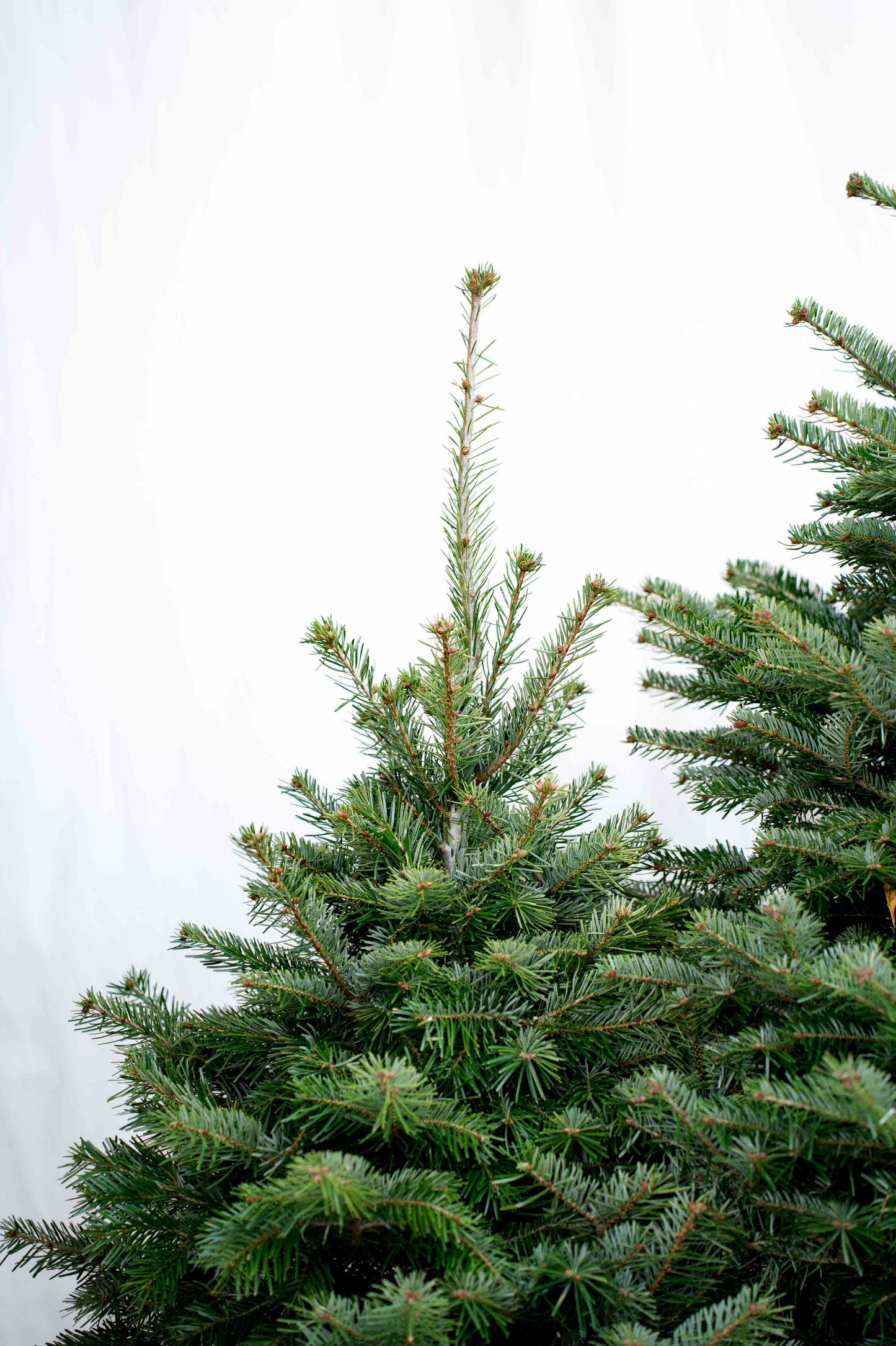 Abete Nordmanniana in vaso