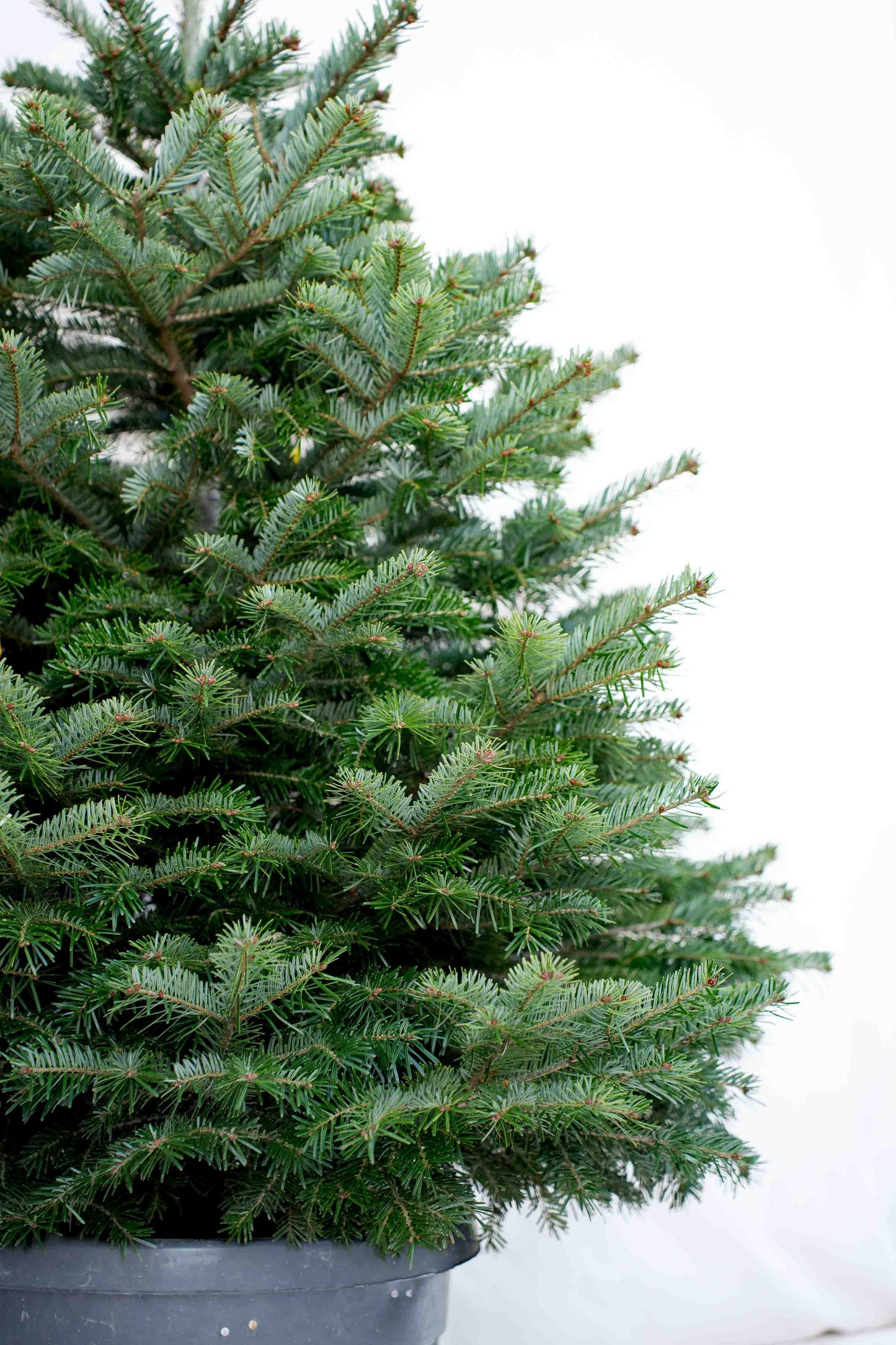 Abete Nordmanniana in vaso