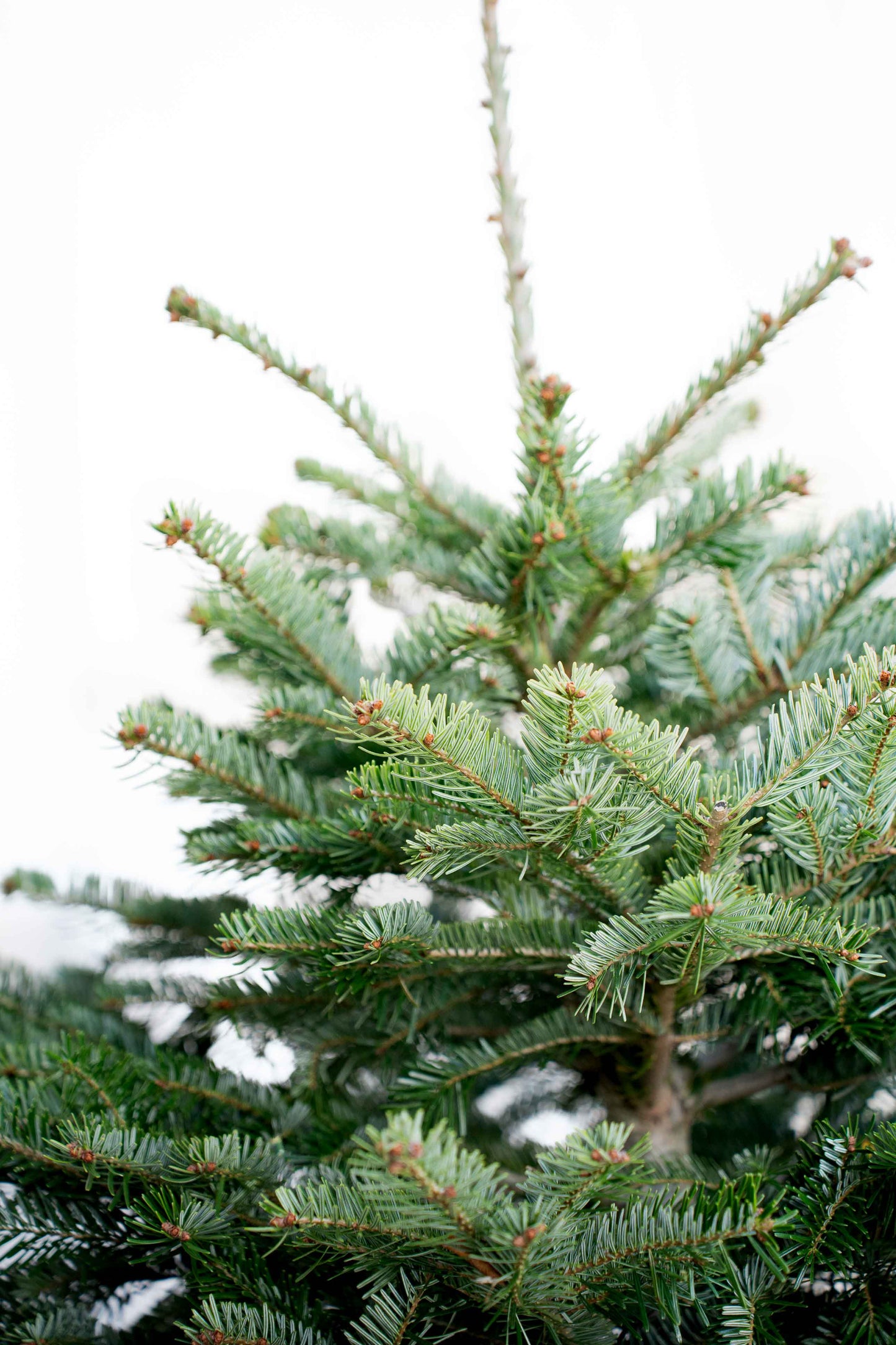 Abete Nordmanniana in vaso