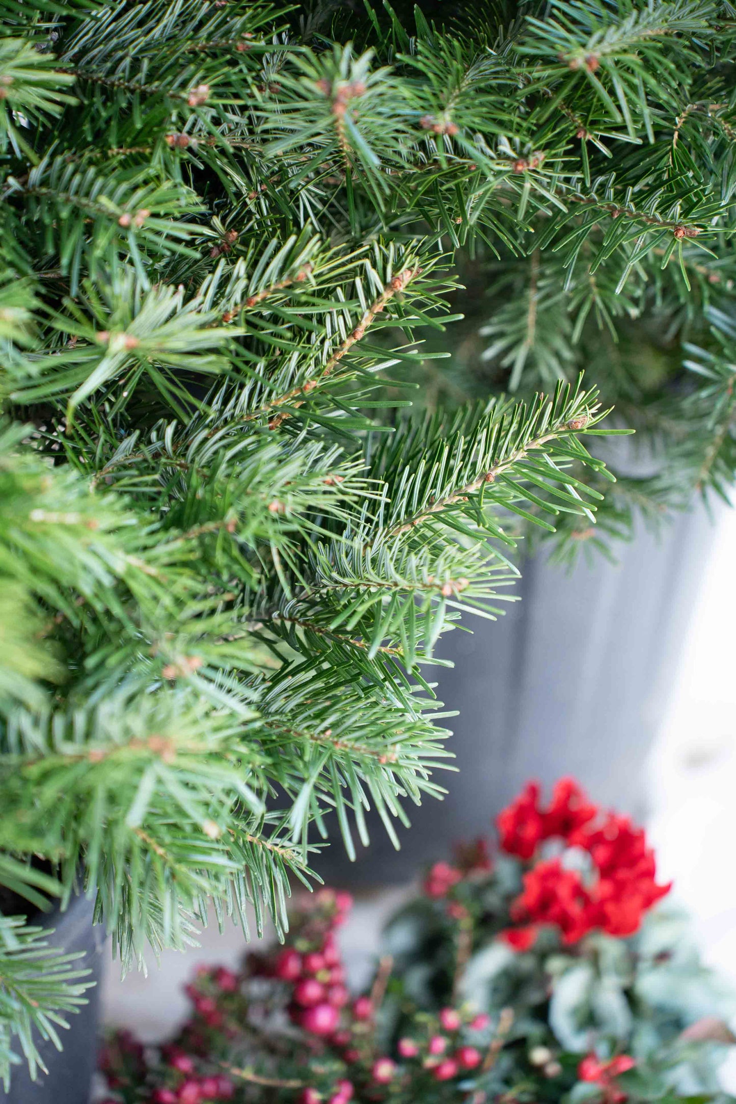 Abete Nordmanniana in vaso