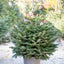 Abete Nordmanniana in Vaso