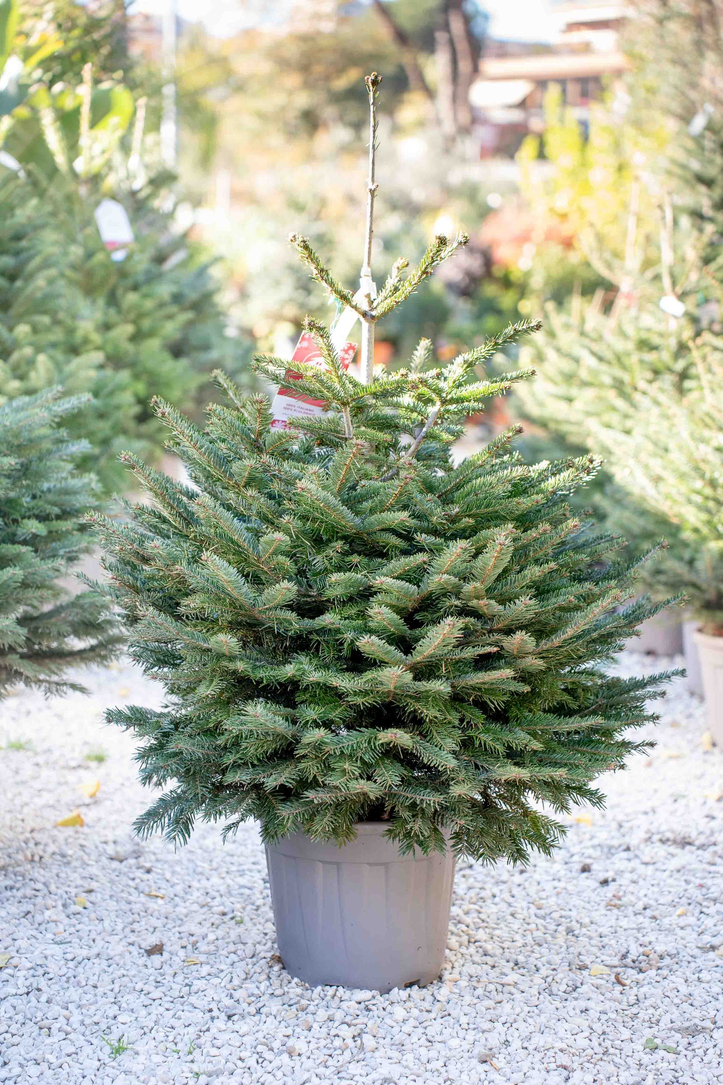 Abete Nordmanniana in Vaso