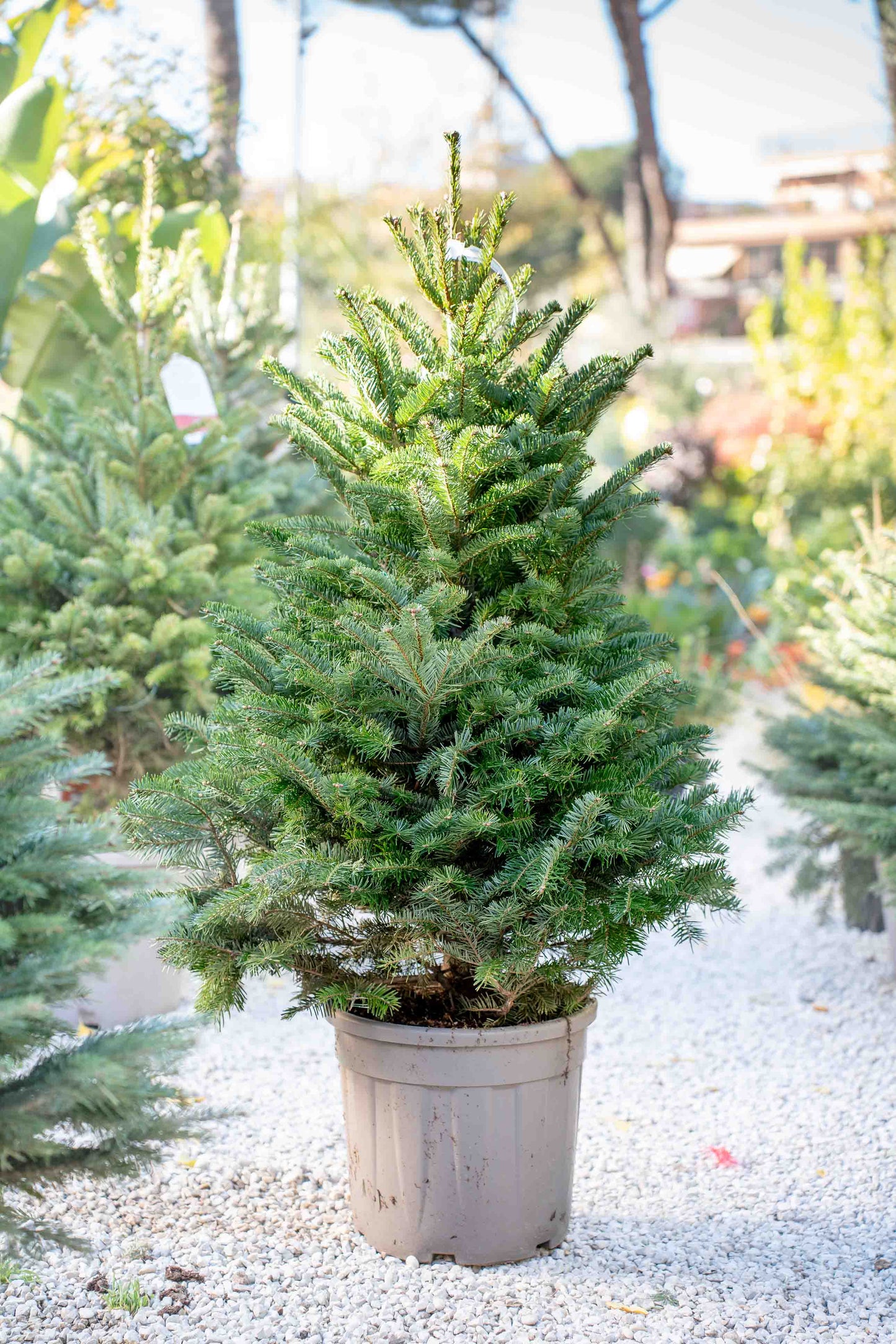 Abete Nordmanniana in Vaso