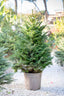 Abete Nordmanniana in Vaso