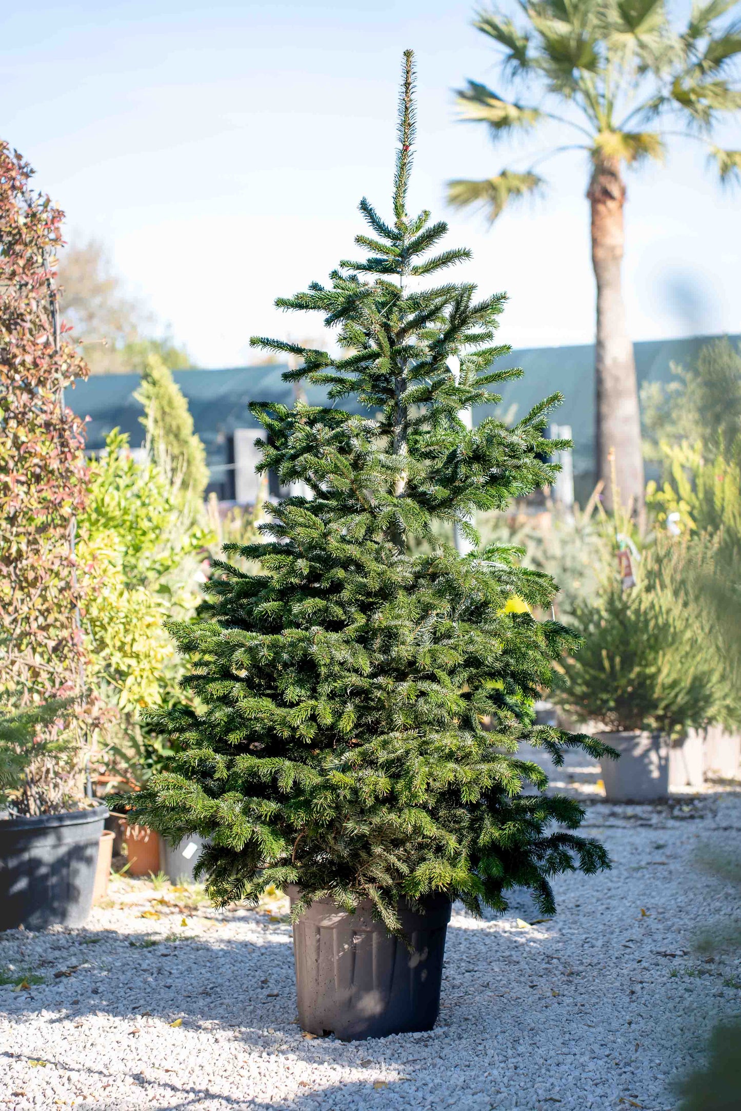 Abete Nordmanniana in Vaso