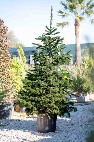 Abete Nordmanniana in Vaso