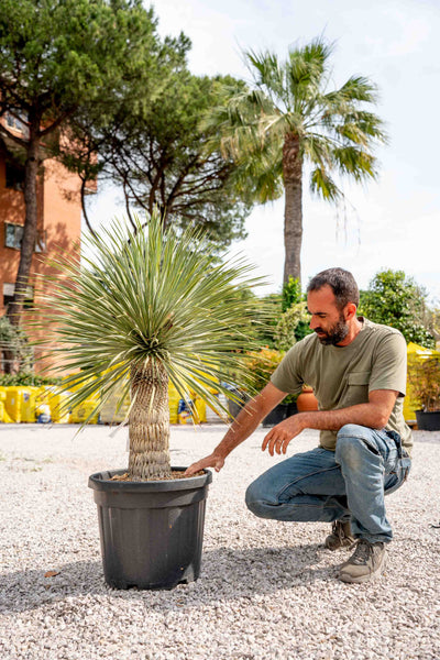 Yucca rostrata