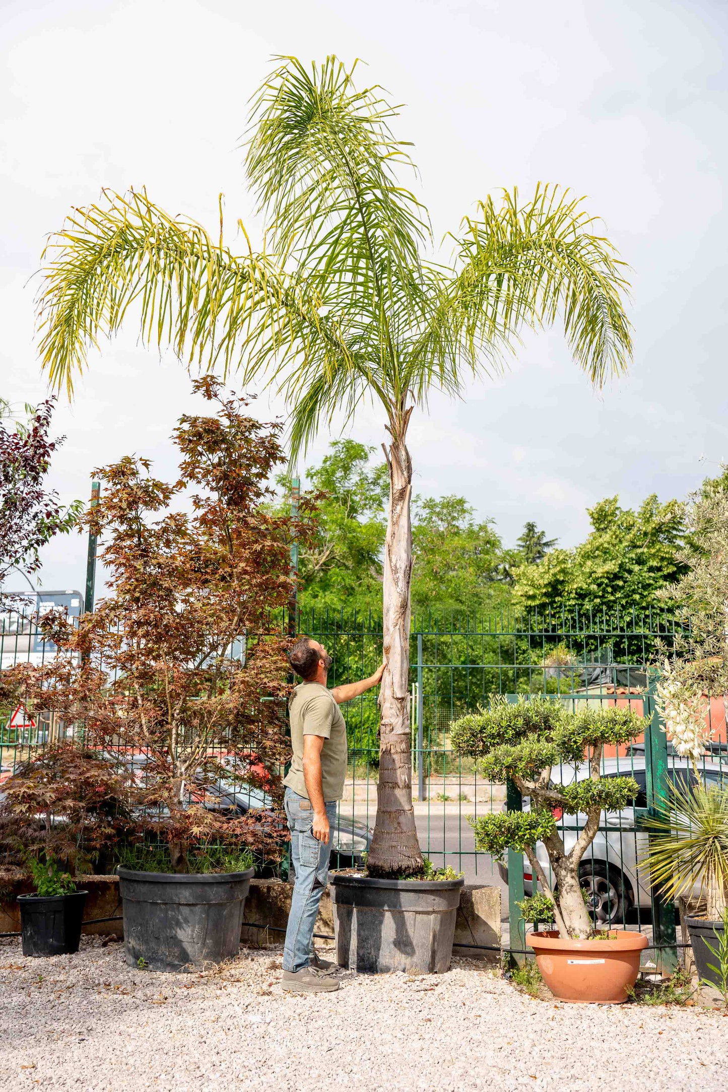 Palma Cocos (Syagrus romanzoffiana)