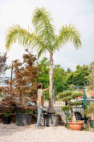 Palma Cocos (Syagrus romanzoffiana)