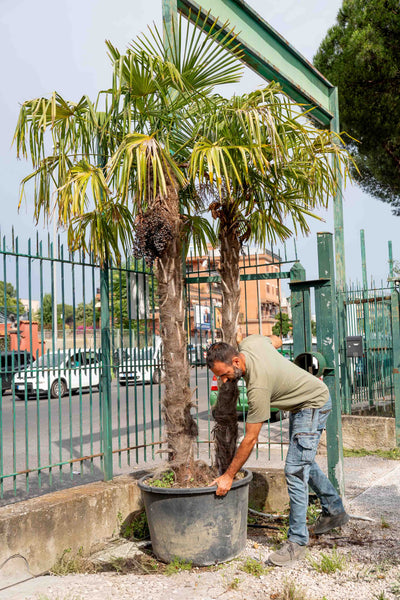 Palma 2 tronchi (Trachycarpus fortunei)