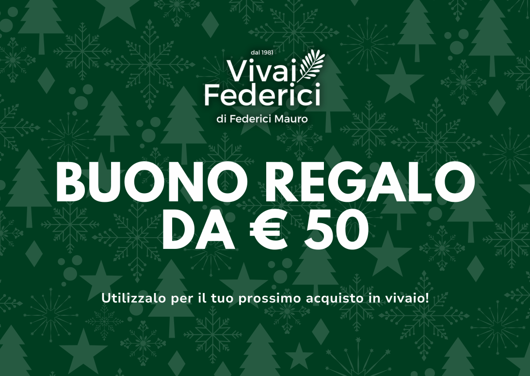 Buono Regalo Natale 2025