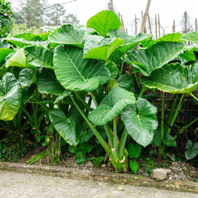 Alocasia machrorizza