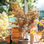 Acero giapponese (Acer palmatum)