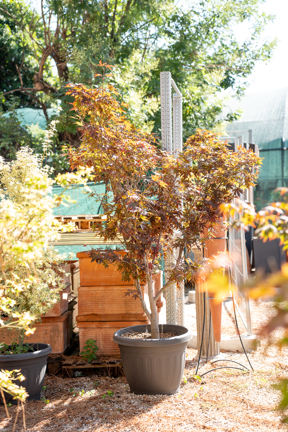 Acero giapponese (Acer palmatum)