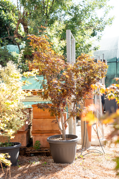 Acero giapponese (Acer palmatum)