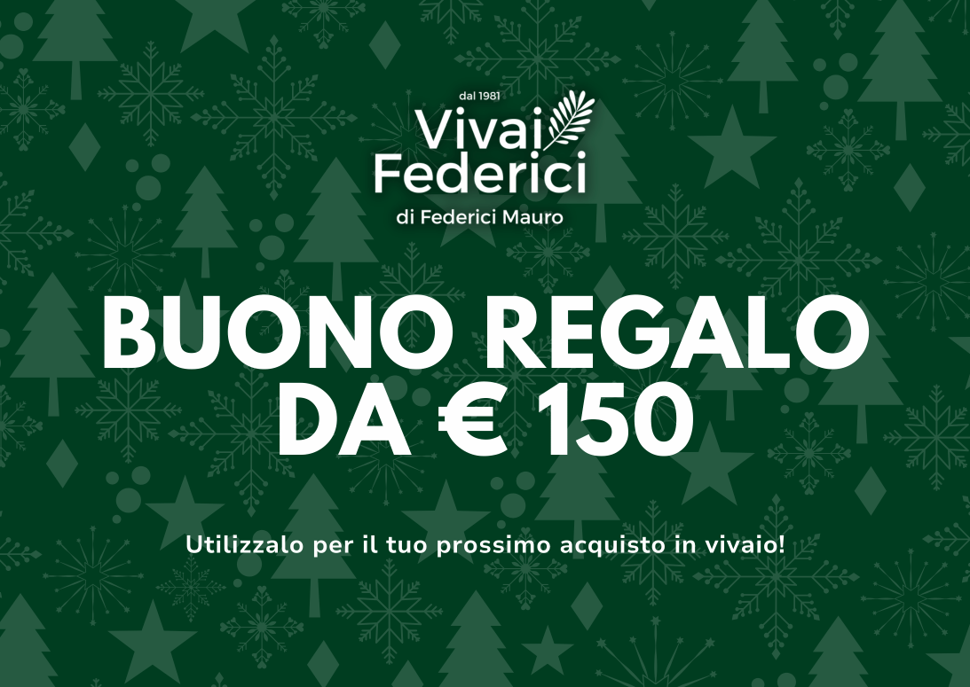 Buono Regalo Natale 2025