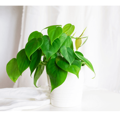 Philodendron scadens