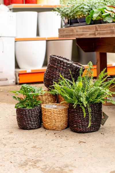 Coprivaso Scheurich 505 PLANTER