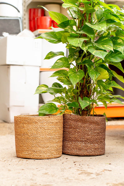 Coprivaso Scheurich 508 PLANTER