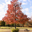 Liquidambar